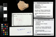 Foto (Objekt + Etikett) von ? Distefania sp.  (NHMW-GEO-2014-0194-0024)